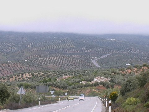 endlose Olivenplatagen bei Granada