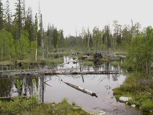 Mückenparadies Tundra (Bilddatei 67 kb)
